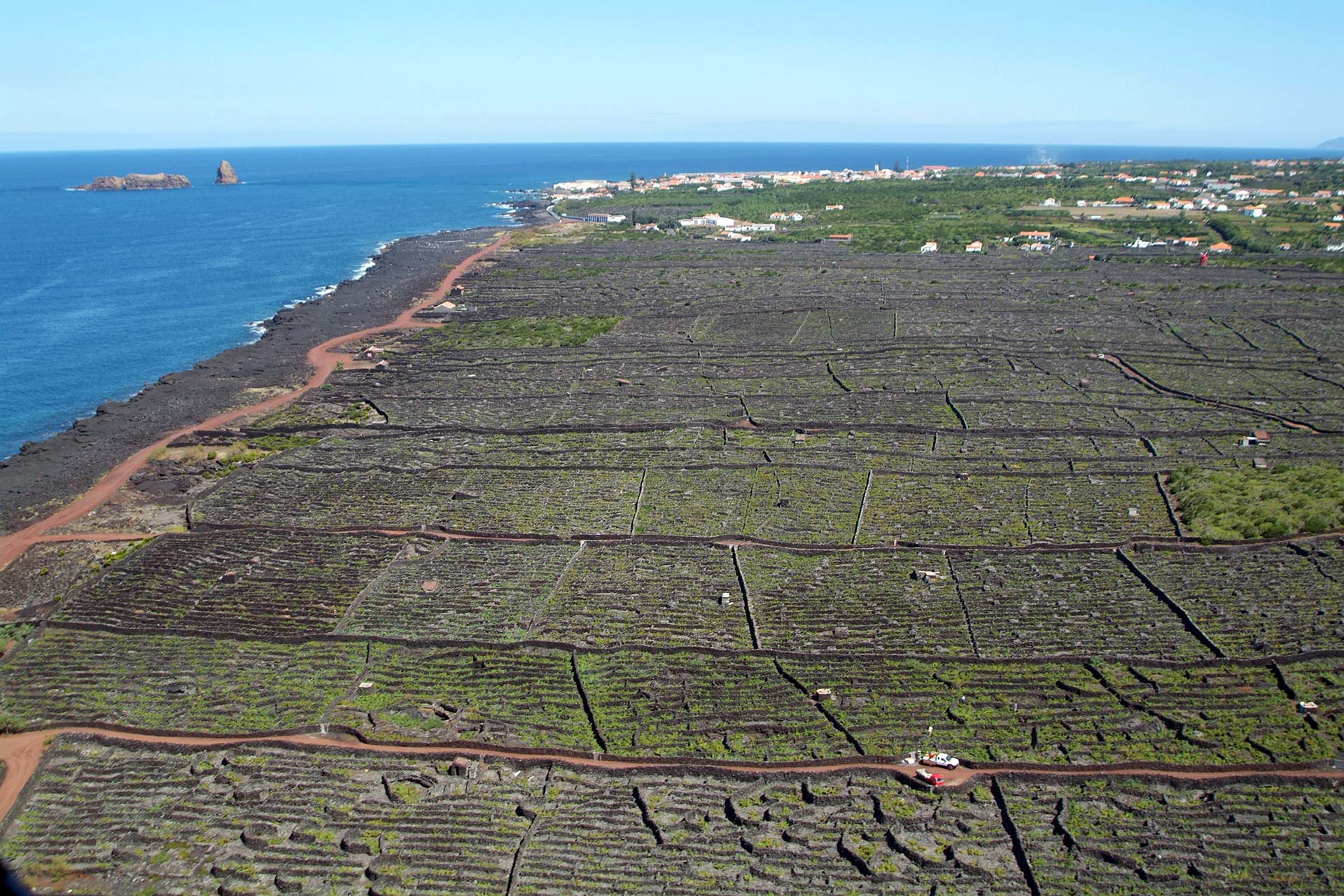 Pico Vinery