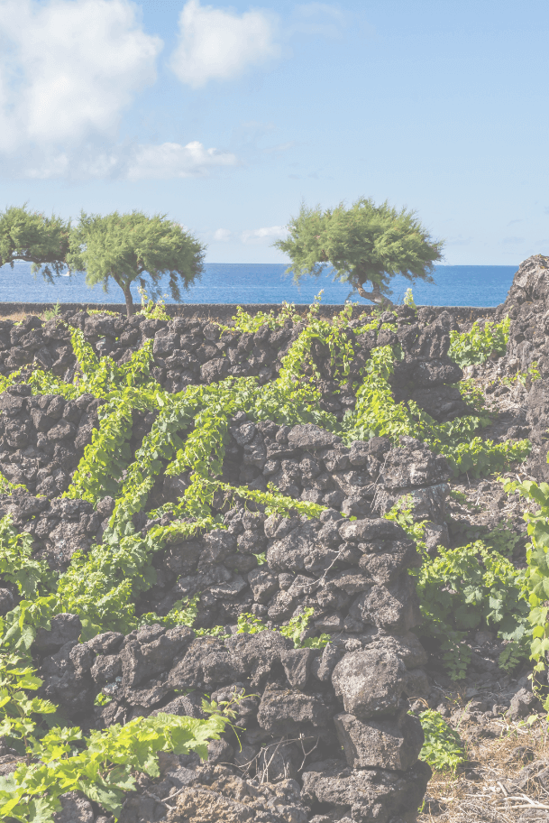 Pico Terroir